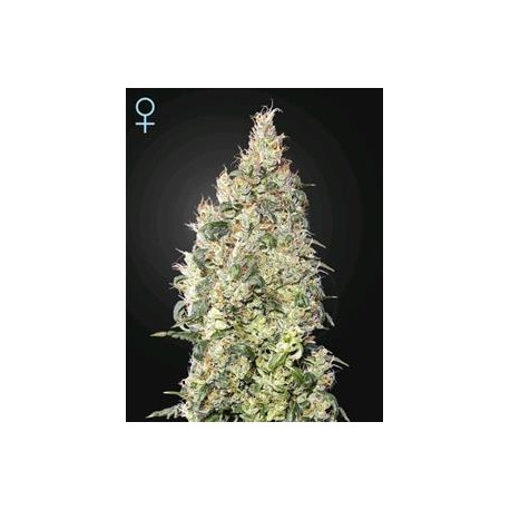 GREAT WHITE SHARK CBD* GREEN HOUSE FEMINIZED 3 SEMI 