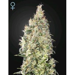 GREAT WHITE SHARK CBD* GREEN HOUSE FEMINIZED 5 SEMI 