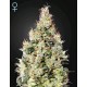 EXODUS CHEESE AUTO CBD* GREEN HOUSE FEMINIZED 3 SEMI 