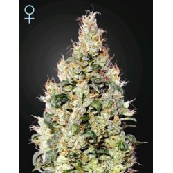 EXODUS CHEESE AUTO CBD* GREEN HOUSE FEMINIZED 3 SEMI 