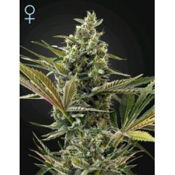 SUPER LEMON HAZE AUTO CBD* GREEN HOUSE FEMINIZED 3 SEMI 