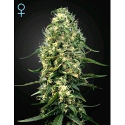 SUPER SILVER HAZE CBD* GREEN HOUSE FEMINIZED 3 SEMI 