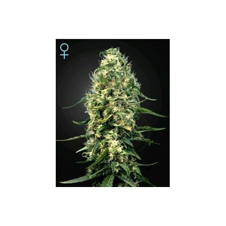 SUPER SILVER HAZE CBD* GREEN HOUSE FEMINIZED 3 SEMI 