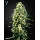 SUPER SILVER HAZE CBD* GREEN HOUSE FEMINIZED 5 SEMI 