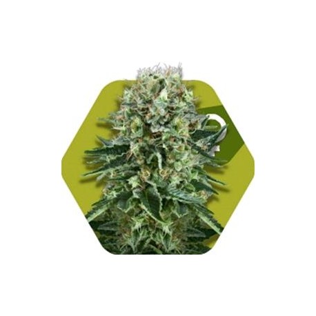 OG BUBBLE GUM * ZAMBEZA SEEDS 3 SEMI FEM