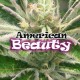 AMERICAN BEAUTY * DR UNDERGROUND 4 SEMI FEM 