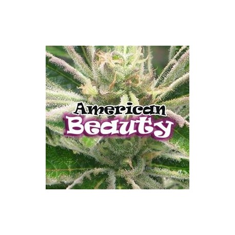 AMERICAN BEAUTY * DR UNDERGROUND 4 SEMI FEM 