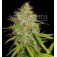 AFGHAN KUSH X SKUNK * WORLD OF SEEDS 7 SEMI FEM