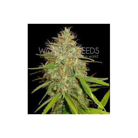 AFGHAN KUSH X SKUNK * WORLD OF SEEDS 7 SEMI FEM