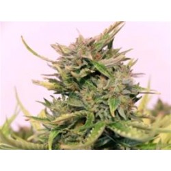 BABY BOOM AUTO CBD* KANNABIA SEEDS 1 SEME FEM 