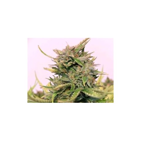 BABY BOOM AUTO CBD* KANNABIA SEEDS 1 SEME FEM 