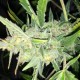 AUTO WHITE WIDOW X BIG BUD * FEMALE SEEDS 4 SEMI FEM 