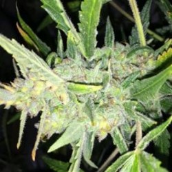 AUTO WHITE WIDOW X BIG BUD * FEMALE SEEDS 4 SEMI FEM 