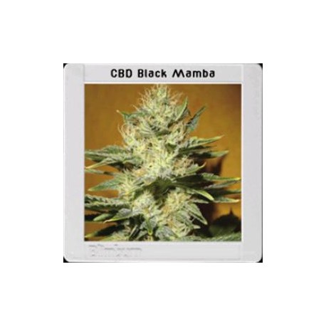 MAMBA NEGRA CBD* BLIM BURN 3 SEMI FEM