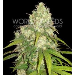 AFGHAN KUSH X YUMBOLT * WORLD OF SEEDS 7 SEMI FEM 