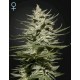 THE CHURCH CBD * GREEN HOUSE FEMINIZED 10 SEMI 