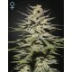 SUPER LEMON HAZE CBD* GREEN HOUSE FEMINIZED 3 SEMI 