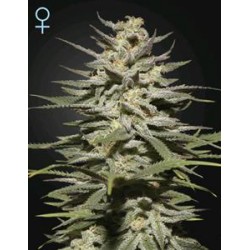 SUPER LEMON HAZE CBD* GREEN HOUSE FEMINIZED 3 SEMI 