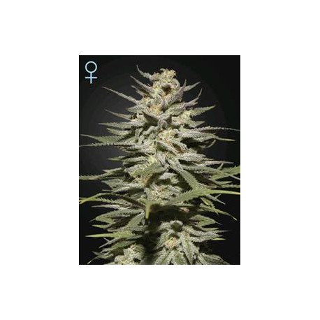 SUPER LEMON HAZE CBD* GREEN HOUSE FEMINIZED 3 SEMI 