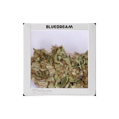 BLUE DREAM * BLIM BURN 6 SEMI FEM