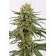 AMNESIA CBD * DINAFEM SEEDS 10 SEMI FEM