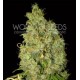 NORTHERN LIGHT X SKUNK * WORLD OF SEEDS 7 SEMI FEM