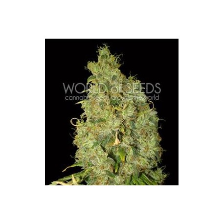 NORTHERN LIGHT X SKUNK * WORLD OF SEEDS 7 SEMI FEM