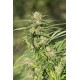 CHEESE CBD* DINAFEM SEEDS 5 SEMI FEM