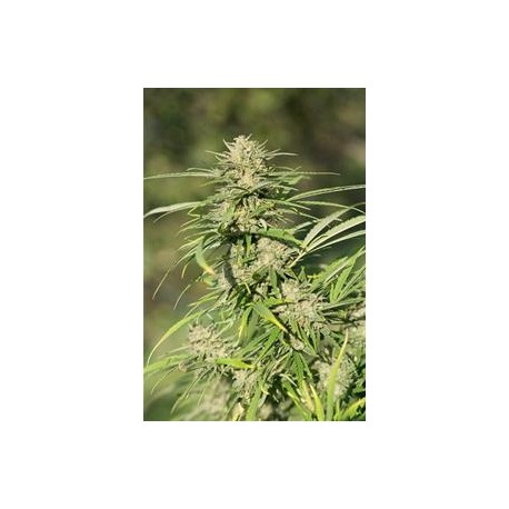 CHEESE CBD* DINAFEM SEEDS 5 SEMI FEM