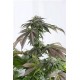 BUBBA KUSH CBD * DINAFEM SEEDS 10 SEMI FEM