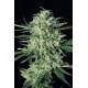 QUICK MASS * EXOTIC SEEDS 10 SEMI FEM 