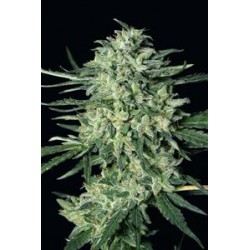 QUICK MASS * EXOTIC SEEDS 10 SEMI FEM 