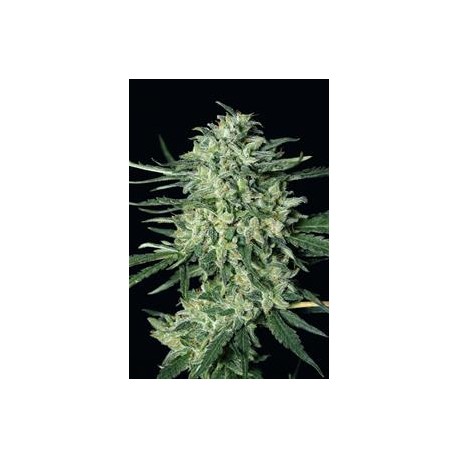 QUICK MASS * EXOTIC SEEDS 10 SEMI FEM 