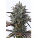 PURPLE ORANGE CBD* DINAFEM SEEDS 10 SEMI FEM 