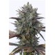 PURPLE ORANGE CBD* DINAFEM SEEDS 10 SEMI FEM 