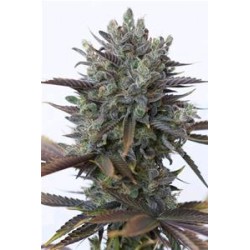 PURPLE ORANGE CBD* DINAFEM SEEDS 10 SEMI FEM 