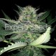 CRITICAL LIGHTS * EXPERT SEEDS 3 SEMI FEM 