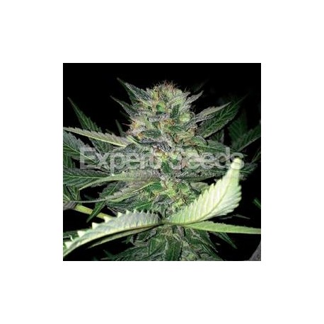 CRITICAL LIGHTS * EXPERT SEEDS 3 SEMI FEM 