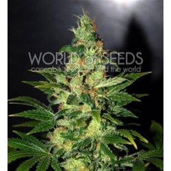 CHRONIC HAZE * WORLD OF SEEDS 12 SEMI FEM 