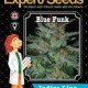 BLUE FUNK * EXPERT SEEDS 1 SEME FEM 