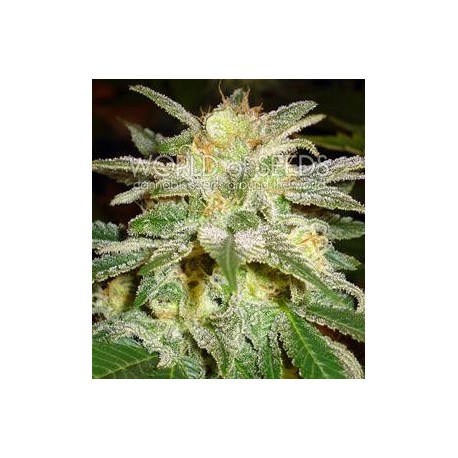 NEW YORK 47 * WORLD OF SEEDS 7 SEMI FEM 