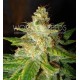 NEW YORK SPECIAL * WORLD OF SEEDS 12 SEMI FEM 