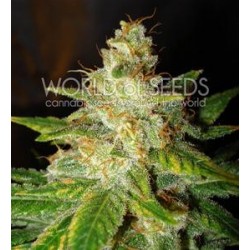 NEW YORK SPECIAL * WORLD OF SEEDS 12 SEMI FEM 