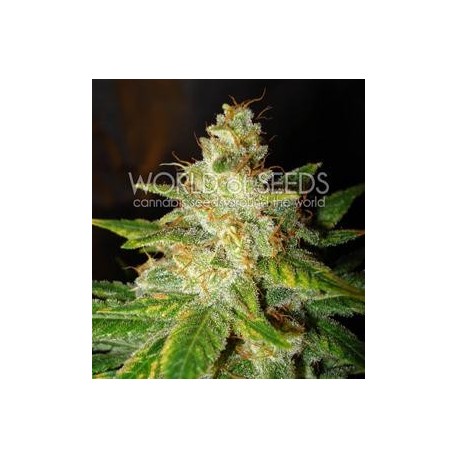 NEW YORK SPECIAL * WORLD OF SEEDS 12 SEMI FEM 