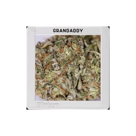 GRANDADDY PURPLE * BLIM BURN 3 SEMI FEM