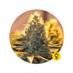 JACK HERER AUTO * THE BULLDOG 5 SEMI FEM 