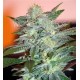 YUMBOLT 47 * WORLD OF SEEDS 7 SEMI FEM