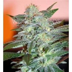 YUMBOLT 47 * WORLD OF SEEDS 7 SEMI FEM