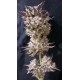 PETRO $ OG * THE KUSH BROTHERS SEEDS 3 SEMI FEM 