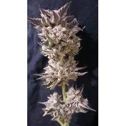 PETRO $ OG * THE KUSH BROTHERS SEEDS 3 SEMI FEM 